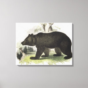 The Brown Bear, educational illustration pub. by t Canvas Print