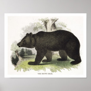 The Brown Bear, educational illustration pub. by t Poster