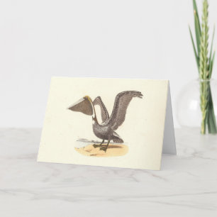 The Brown Pelican (Pelecanus occidentalis) NY Bird Card