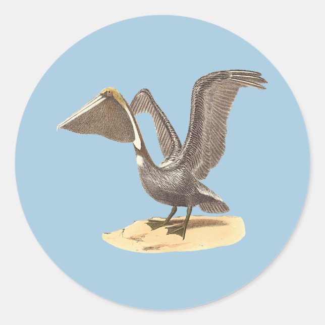 The Brown Pelican (Pelecanus occidentalis) NY Bird Classic Round Sticker (Front)