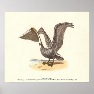 The Brown Pelican (Pelecanus occidentalis) NY Bird Poster