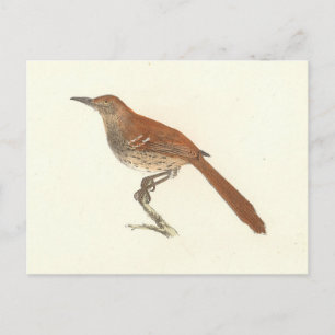 The Brown Thrush or Brown Thrasher, New York Birds Postcard