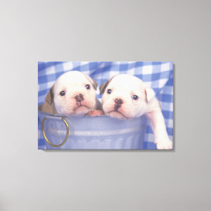 The Bulldog, often called the English Bulldog, Canvas Print