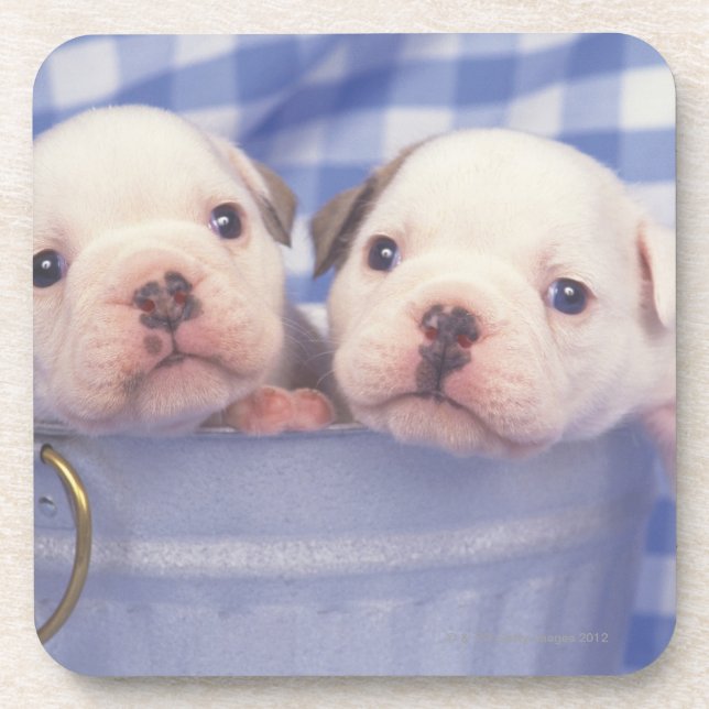 The Bulldog, often called the English Bulldog, Coaster (Front)