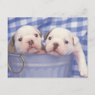 The Bulldog, often called the English Bulldog, Postcard