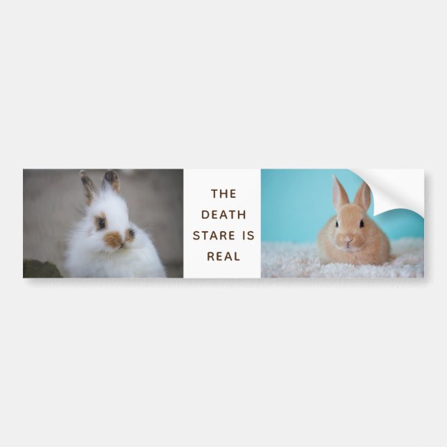 The BUNNY Death Stare is Real! Add Own Photo Bumper Sticker (Front)