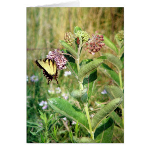 The Butterfly and Milkweed