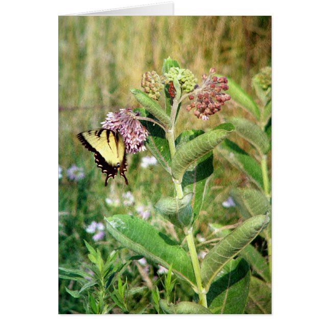 The Butterfly and Milkweed (Front)