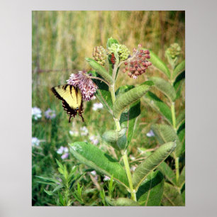 The Butterfly and Milkweed Poster