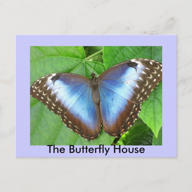 The Butterfly House Postcard (Front)