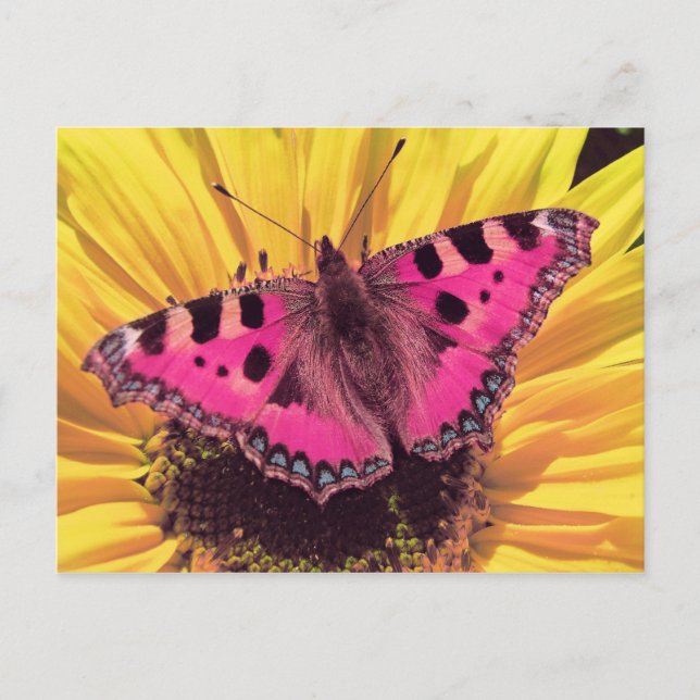 The Butterfly is a Flying Flower Postcard (Front)