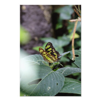 The Butterfly & The Leaves Photo Print