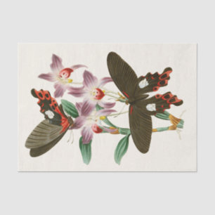 The Cabinet of Oriental Entomology Pl III Tissue Paper