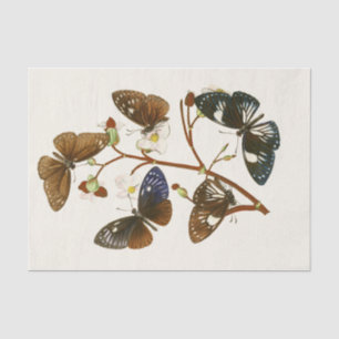 The Cabinet of Oriental Entomology Pl X Tissue Paper
