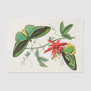 The Cabinet of Oriental Entomology Pl XII Tissue Paper