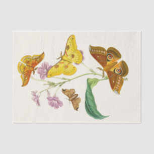 The Cabinet of Oriental Entomology Pl XIII Tissue Paper