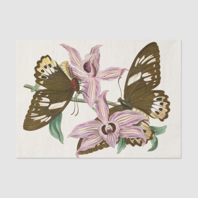 The Cabinet of Oriental Entomology Pl XV Tissue Paper (Front)