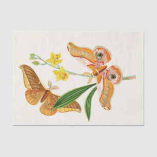 The Cabinet of Oriental Entomology Pl XX1 Tissue Paper