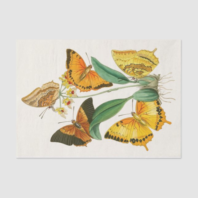 The Cabinet of Oriental Entomology Pl XXII Tissue Paper (Front)