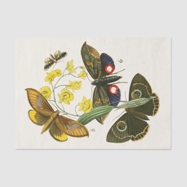 The Cabinet of Oriental Entomology Pl XXIX Tissue Paper (Front)