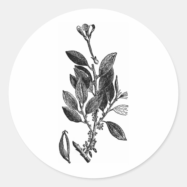 The Cacao Plant (Raw Chocolate) Classic Round Sticker (Front)