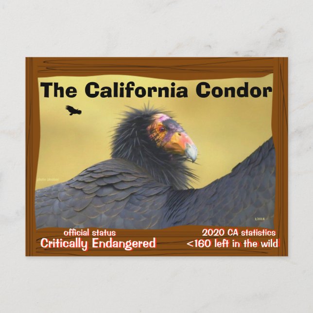 The California Condor is a magnificent bird -2- Postcard (Front)