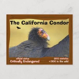 The California Condor is a magnificent bird - Postcard