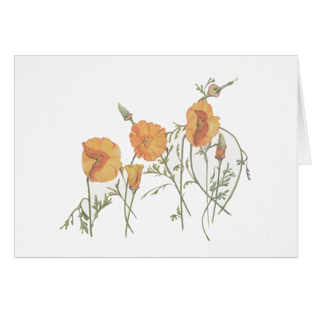 The California Poppy 5" x 7" card, with envelope (Front Horizontal)