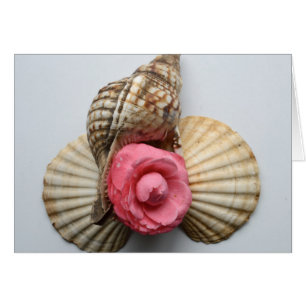 The Camellia And The Shells