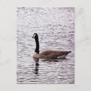 The Canada Goose Postcard