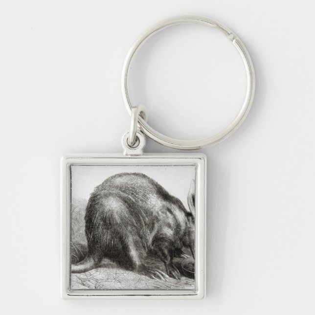 The Cape Ant-Eater Key Ring (Front)