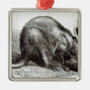 The Cape Ant-Eater Metal Tree Decoration