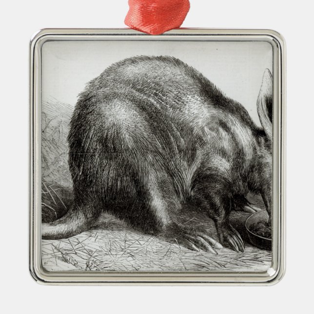 The Cape Ant-Eater Metal Tree Decoration (Front)