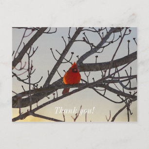 The Cardinal In The Morning Thank You Postcard