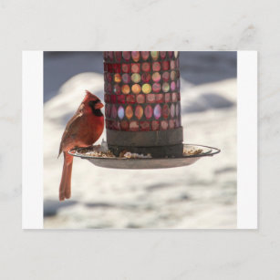 The Cardinal Postcard