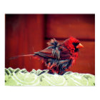 The Cardinal's Bath Poster - R- 1736