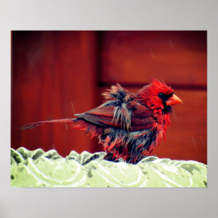 The Cardinal's Bath Poster - R- 1736
