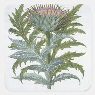 The Cardoon, from the 'Hortus Eystettensis' by Bas Square Sticker