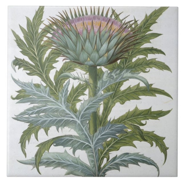 The Cardoon, from the 'Hortus Eystettensis' by Bas Tile (Front)