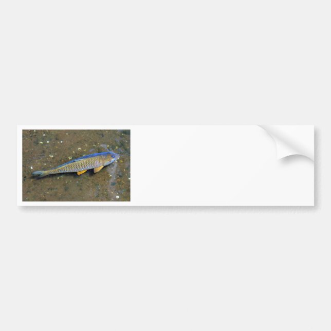 The Carp Bumper Sticker (Front)