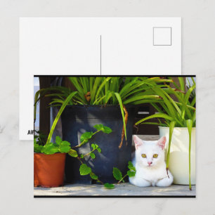 The Cat Amongst the Plants Postcard