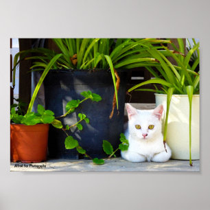 The Cat Amongst the Plants Poster