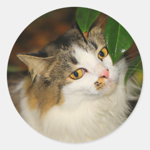 The Cat and the Camellia Classic Round Sticker