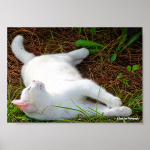 The Cat and the fly Poster