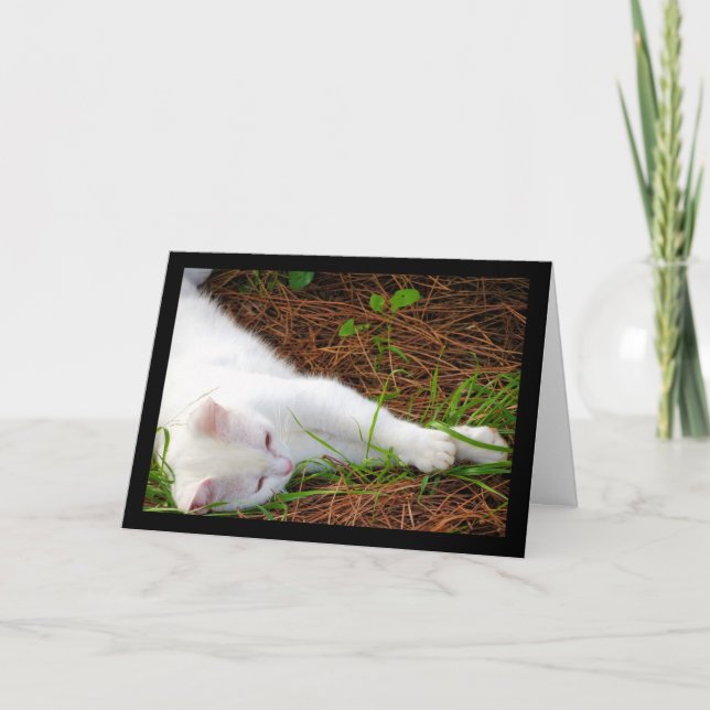 The Cat in the Pine Needles Card (Front)