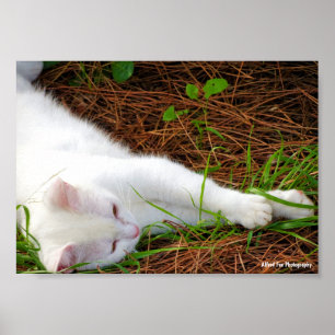 The Cat in the Pine Needles Poster
