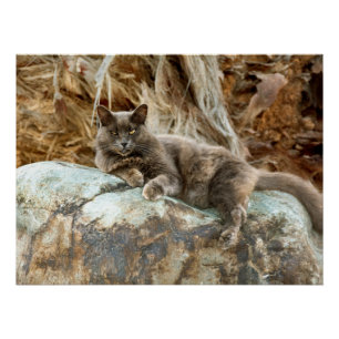 The Cat Pillow Case Poster