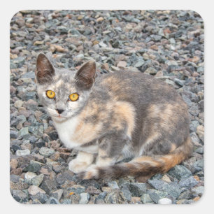 The Cat   Pillow Case Square Sticker