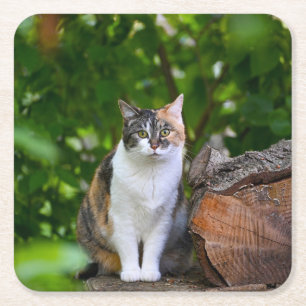 The Cat   Square Paper Coaster