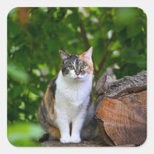 The Cat Square Sticker